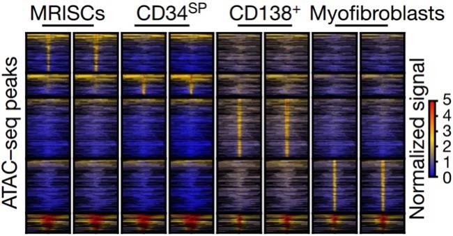 圖3. MRISC具有獨特的表觀遺傳特征?圖片顯示小鼠結腸MRISC,CD34SP,CD138+,Myofibroblast間質(zhì)細胞ATAC-seq的熱圖結果,顯示同其它腸道間質(zhì)細胞比較MRISC具有獨特的染色體開放區(qū)域。